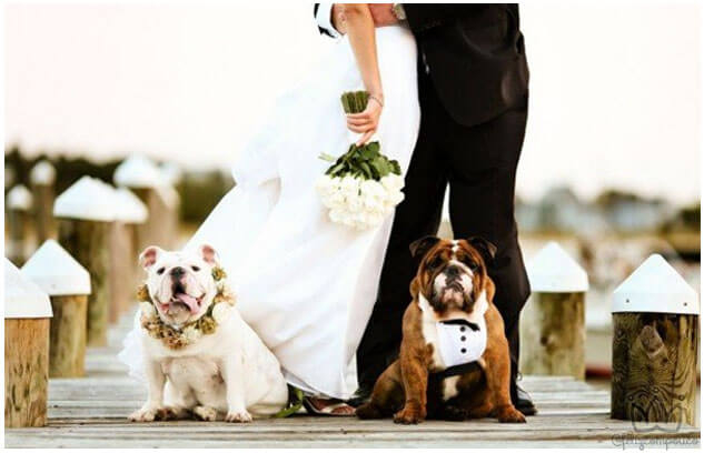 Dicas para Incluir o Pet na Cerimônia